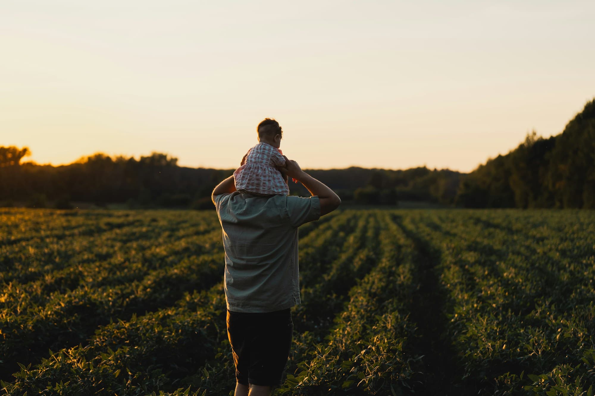 A father walking into a green crop field at sunset with his young daughter riding on his shoulders